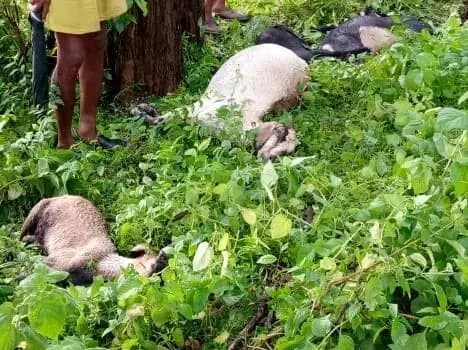 Sonbhadra News: आकाशीय बिजली के चपेट में आने से चार बकरियों की मौत, बाल-बाल बचा पास में मौजूद किसान.