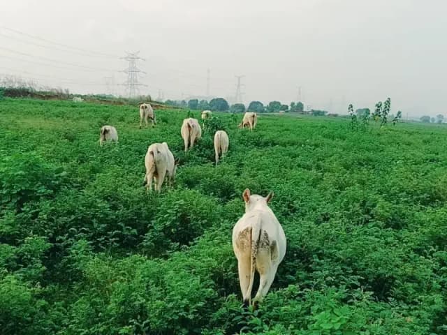 Sonbhadra News: आदिवासी, दलित समेत अन्य किसान आवारा पशुओं से परेशान, ओबरा प्रशासन से लगाई गुहार.