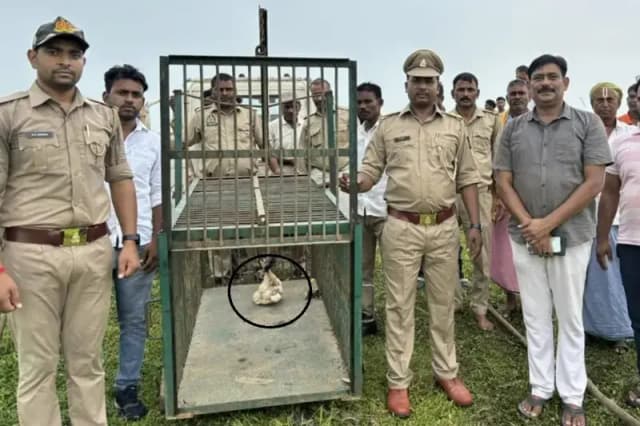 Chandauli News: तेंदुए के देखे जाने से ग्रामीणों में दहशत, वन विभाग पिंजरा लगाकर तेंदुआ को पकड़ने की कर रहा है कोशिश.
