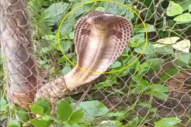 Chandauli News: सब्जी के खेत में लगे जाल में फंसा बड़ा कोबरा सांप, मचा हड़कंप.
