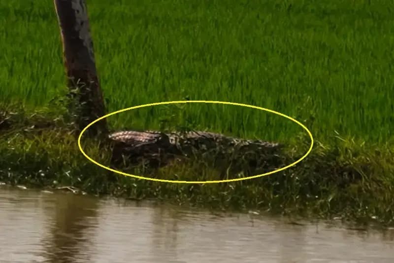 Chandauli News: अमदाहा चरनपुर में मगरमच्छ की मौजूदगी से दहशत, ग्रामीणों ने सुरक्षा की मांग उठाई.