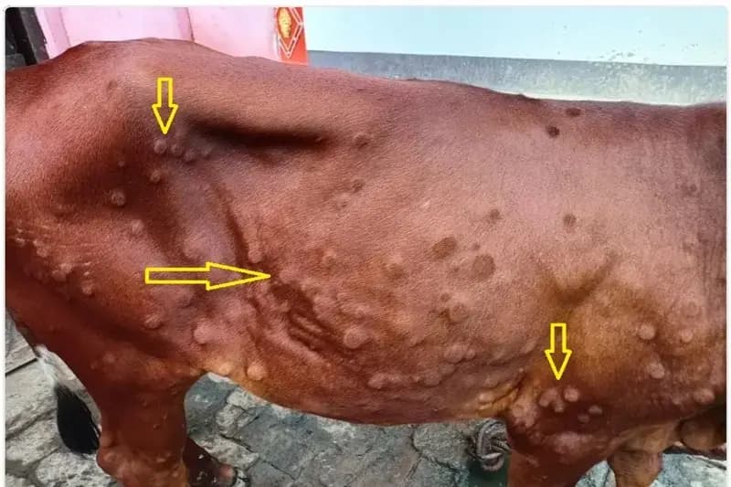 Chandauli News: पशुओं में तेजी से फैल रहा लंपी रोग.