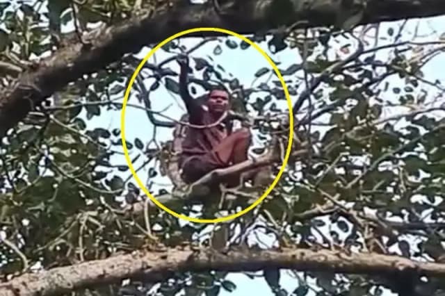 Chandauli News: खाद नहीं मिलने से नाराज किसान बरगद पेड़ पर चढ़ा, जमकर किया हंगामा.