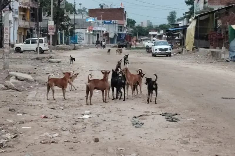 Chandauli News: कुत्तों के आतंक से भयभीत हैं दुकानदार और राहगीर.