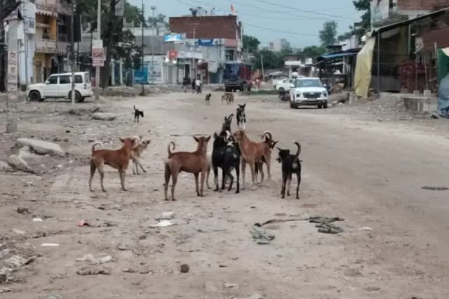 Chandauli News: कुत्तों के आतंक से भयभीत हैं दुकानदार और राहगीर.