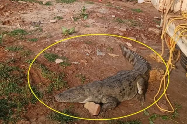 Chandauli News: पिता के चारपाई के नीचे दिखा कुछ ऐसा कि बेटे के मुंह से निकल गई चीख.
