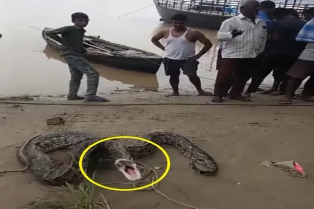 Chandauli News: मछुआरों की जाल में फंसा विशालकाय अजगर, मचा हड़कंप. 