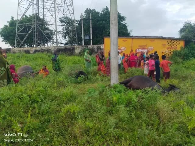 Sonbhadra News: करंट की जद में आने से तीन भैंसों की मौत, पशुपालक ने सरकारी क्षतिपूर्ति की मांग की.