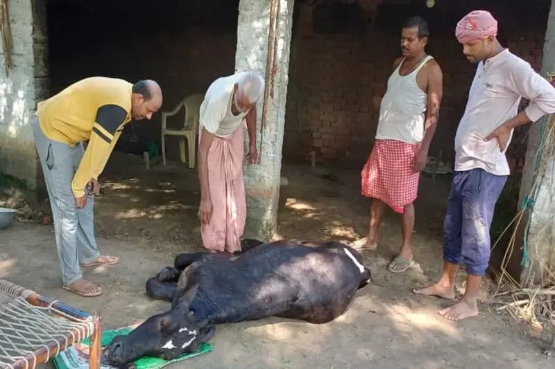 Chandauli News: दर्जनों गांवों में पशुओं में तेजी से फैल रहा लंपी रोग.