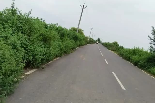 Chandauli News: सड़क पर दोनों तरफ उगी झाड़ियां दे रही हैं दुर्घटना को दावत.
