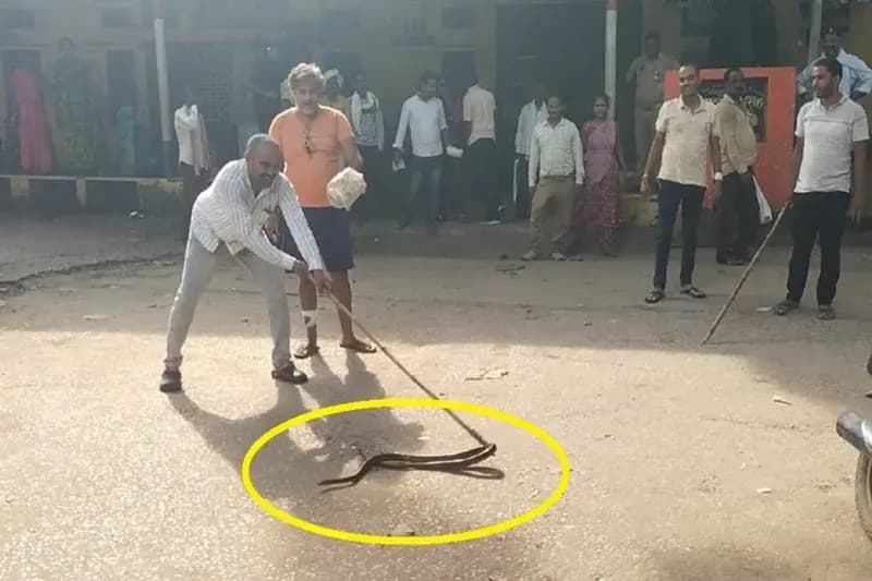 Chandauli News: प्राथमिक स्वास्थ्य केंद्र के लैब में घुसा धामिन सांप, अस्पताल में मची अफरा तफरी.