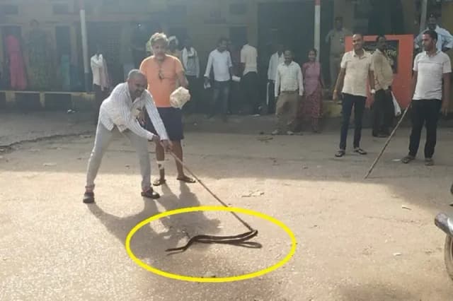 Chandauli News: प्राथमिक स्वास्थ्य केंद्र के लैब में घुसा धामिन सांप, अस्पताल में मची अफरा तफरी.