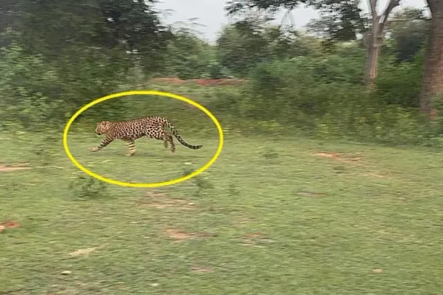 Chandauli News: बिजनौर से पकड़कर चन्द्रप्रभा वाइल्ड लाइफ सेंचुरी में छोड़ा गया आतंक का पर्याय बना नर गुलदार तेंदुआ.