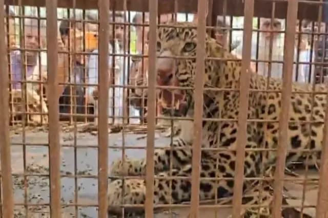 Chandauli News: चंद्रप्रभा सेंचुरी में छोड़ा गया एक सप्ताह में दूसरा तेंदुआ, बिजनौर में मादा तेंदुआ को रेस्क्यू किया गया.