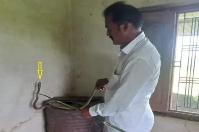 Chandauli News: दो दिन से नागिन के आतंक में जी रहे अधिवक्ता के परिवार को मिली राहत, सर्प मित्र ने कोबरा को किया रेस्क्यू.