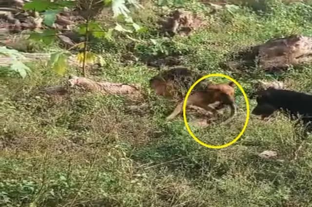 Mirzapur News: जर्मन शेफर्ड ने अपने मालिक के परिवार की रक्षा के लिए लड़ा जहरीले कोबरा से मौत की जंग.