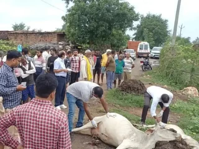 Sonbhadra News: हाईटेंशन बिजली के तार की चपेट में आने से आठ मवेशियों की मौत, एक व्यक्ति भी झुलसा.