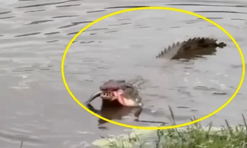 Chandauli News: चंद्रप्रभा नदी में मछली का शिकार करते मगरमच्छ का वीडियो वायरल, इलाके में दहशत का माहौल.  