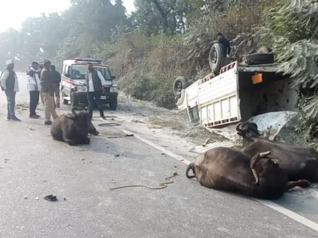 Sonbhadra News: टैंकर-पिकअप में जोरदार टक्कर, 5 भैंस गंभीर रूप से घायल, पुलिस राहत बचाव कार्य में जुटी.