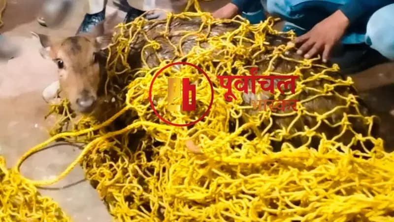 Chandauli News: जंगल से भटककर बस्ती की ओर आया हिरण, कुएं में गिरा.
