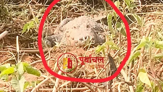 Chandauli News: बाबा जागेश्वर नाथ मंदिर के पास चंद्रप्रभा नदी में दिखा 12 फीट लंबा मगरमच्छ.

