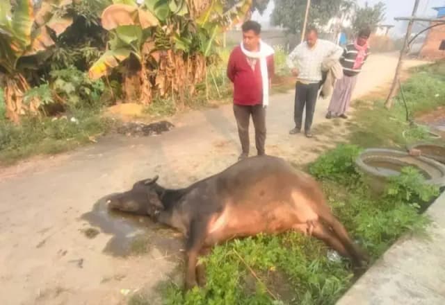 Chandauli News: जहरीले जन्तु के काटने से भैंस की मौत.