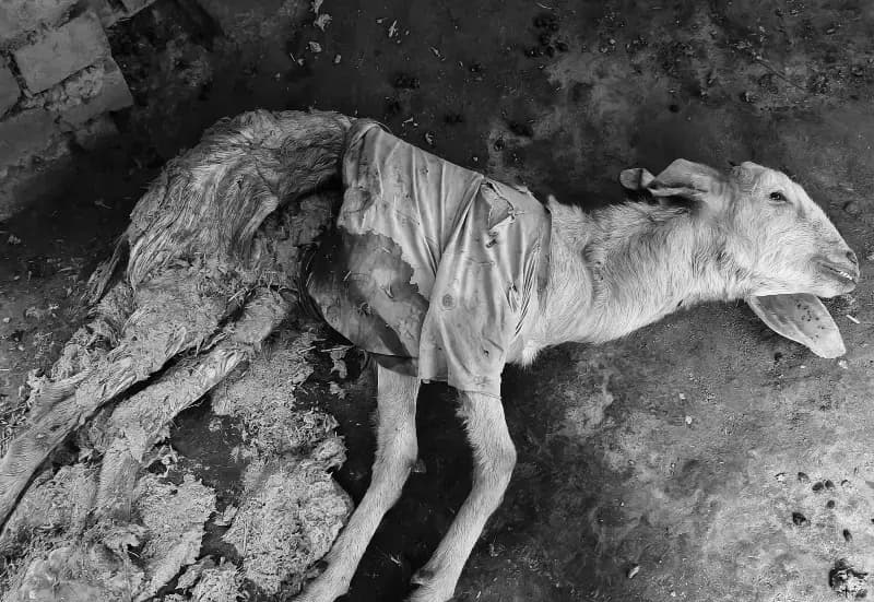 Chandauli News: रहस्यमय तरीके से बकरी की मौत बना चर्चा का विषय,एक माह में दूसरी घटना से दहशत.
