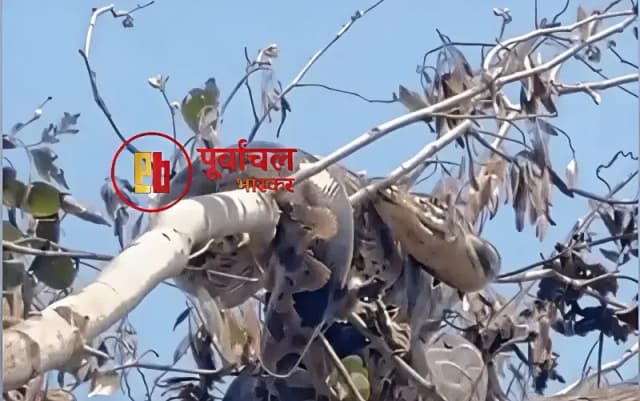 Chandauli News: शीशम के पेड़ पर दिखा विशाल अजगर, ग्रामीणों के सहयोग से वन विभाग ने किया रेस्कियू.
