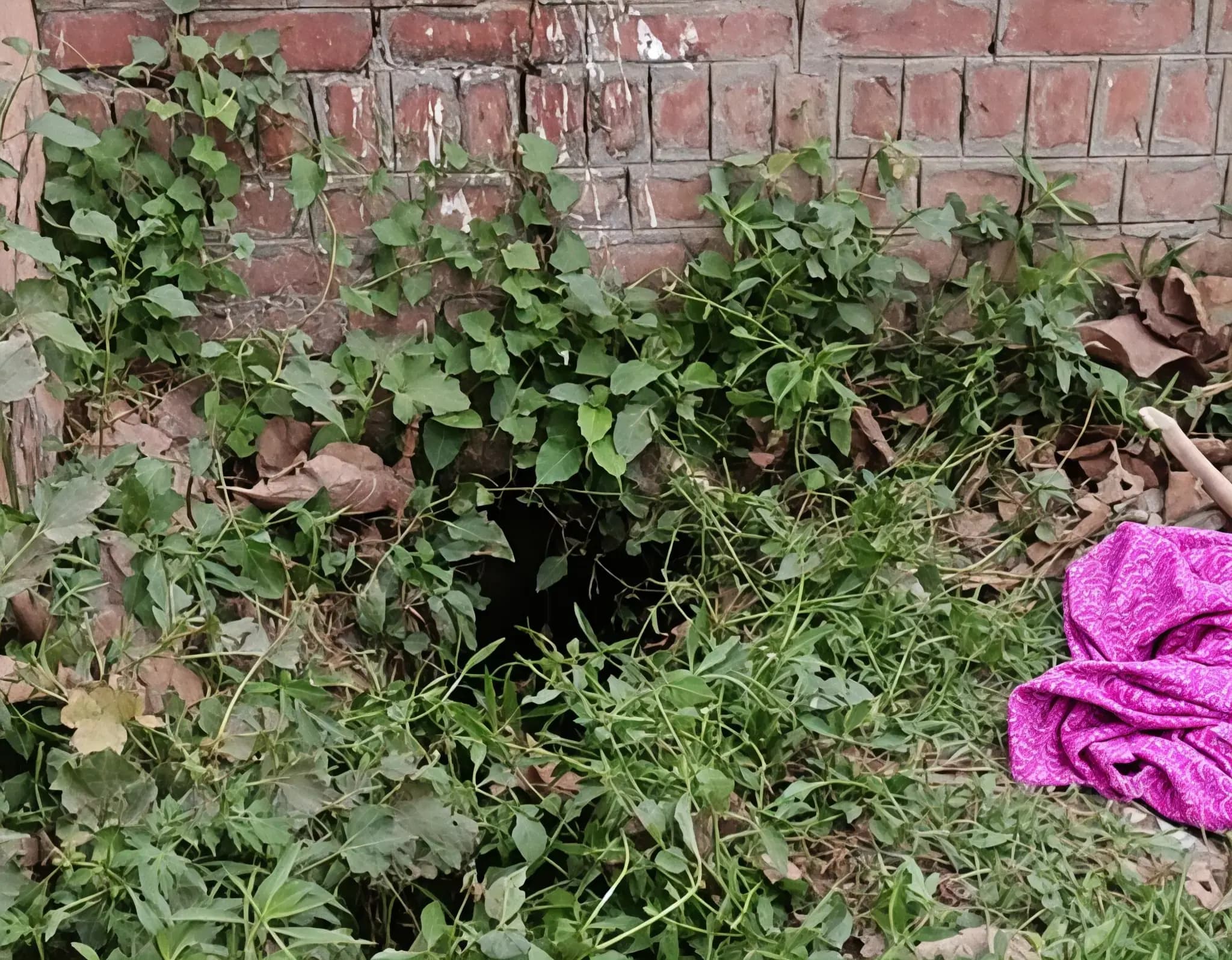 Img