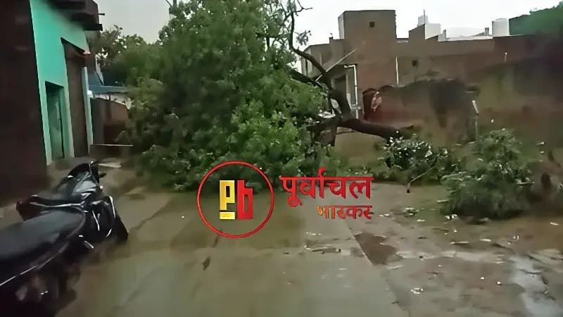 Chandauli News: आंधी-बारिश से पेड़ गिरे, आवागमन ठप, बिजली आपूर्ति बाधित.
