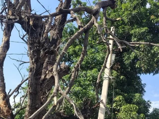 Sonbhadra News: चक्रवाती तूफान का कहर 24 घण्टा से बिजली सप्लाई बंद कई जगह पोल तार जमीनदोज.