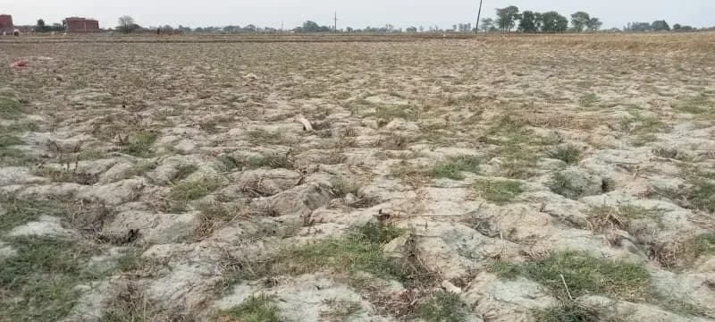 Chandauli News: दरियापुर माइनर में पानी न पहुंचने से सूखे खेत, किसानों ने सिंचाई के लिए उठाई आवाज.
