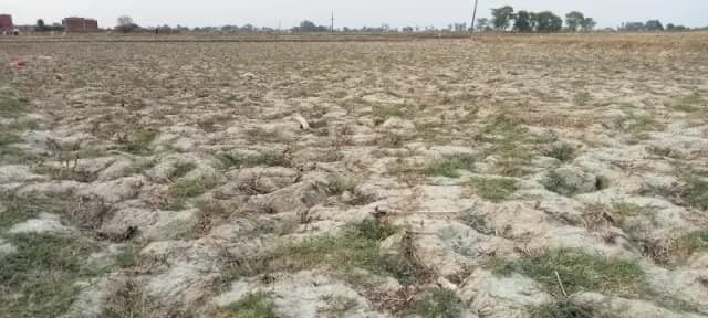 Chandauli News: दरियापुर माइनर में पानी न पहुंचने से सूखे खेत, किसानों ने सिंचाई के लिए उठाई आवाज.
