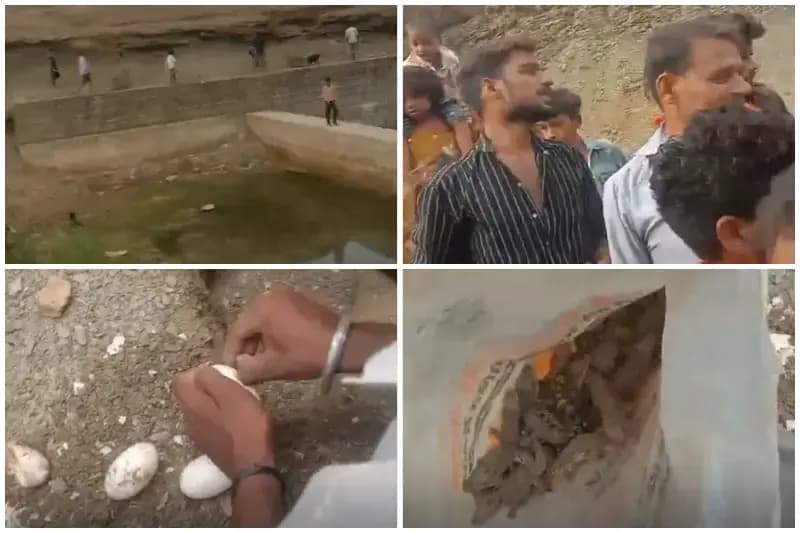 Sonbhadra News: चेक डैम में मिले 35 मगरमच्छ के बच्चे, वन विभाग ने सोन नदी में छोड़ा.