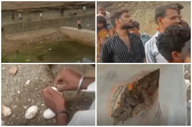 Sonbhadra News: चेक डैम में मिले 35 मगरमच्छ के बच्चे, वन विभाग ने सोन नदी में छोड़ा.