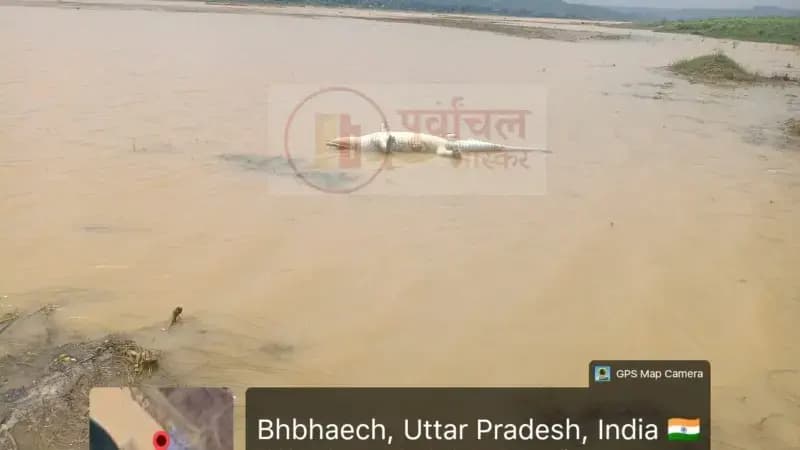 Sonbhadra News: बुधवार शाम सोन नदी में मिला मगरमच्छ का शव, वीडियो वायरल; पोस्टमार्टम से खुलेगा मौत का राज.
