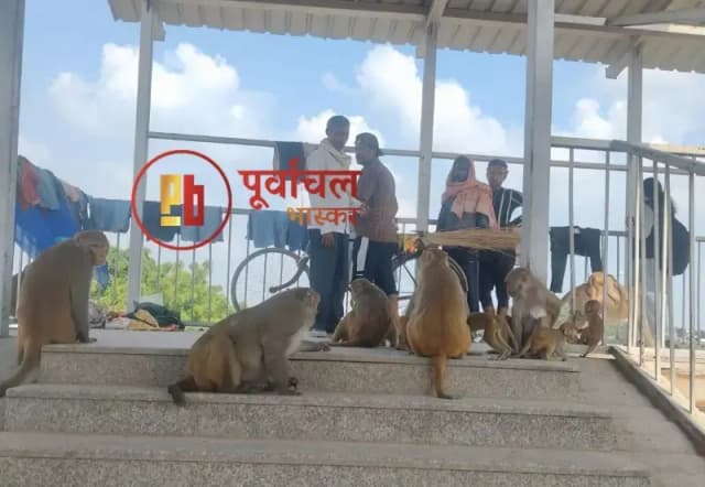 Chandauli News: रेलवे फुटओवर ब्रिज पर बंदरों का आतंक, जान जोखिम में डालकर ट्रैक पार कर रहे लोग.
