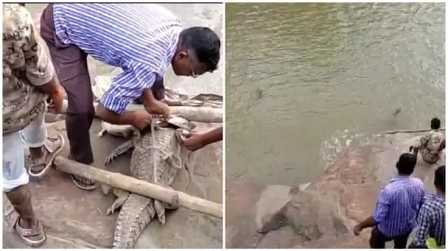 Sonbhadra News: तालाब में मिला पांच फीट लंबा मगरमच्छ, वन विभाग ने किया रेस्क्यू.