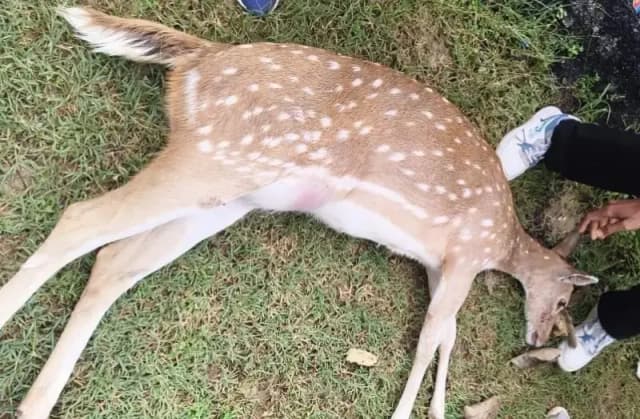 Chandauli News: राजदरी वाटरफॉल के पास सैलानी की गाड़ी से टकरा कर गंभीर रूप से घायल हुआ हिरण.
