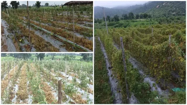 Sonbhadra News: बारिश से टमाटर, खीरा और करेला की फसल तबाह, किसानों को लाखों का नुकसान.