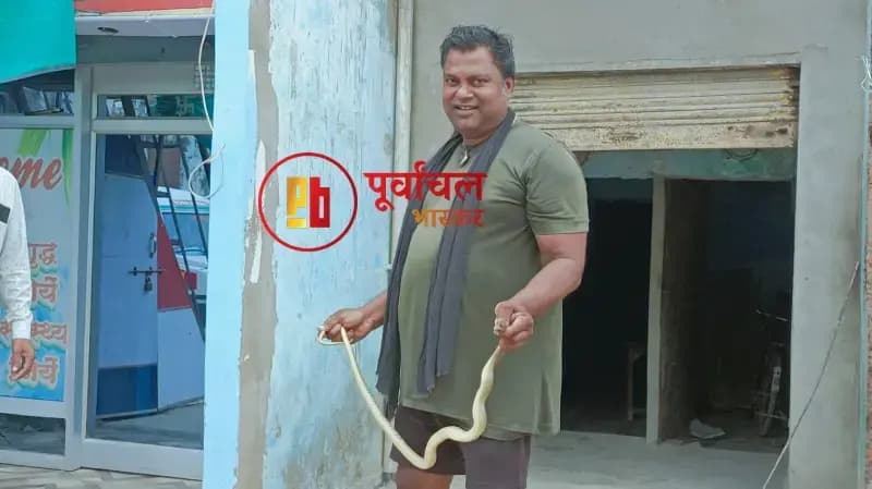 Chandauli News: सांप पकड़ने गए सपेरे की मौत, कोबरा सांप ने कई बार डसा, परिवार में कोहराम.

