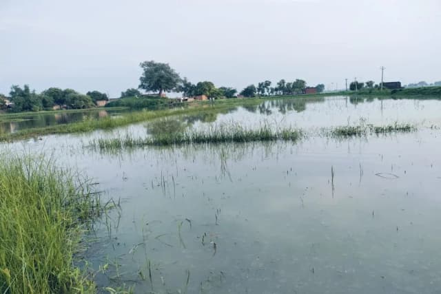 Chandauli News: तालाब में बिना मेडबंदी के मछली पालन से किसान परेशान, तालाब में पानी भरने से किसानों की फसल डूबकर हो रही बर्बाद.