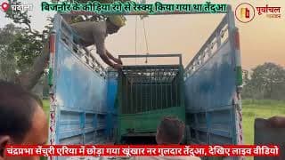 शान से दहाड़ते हुए जंगल में चला तेंदुआ लाइव।Leopard walks through the jungle roaring proudly live। UP