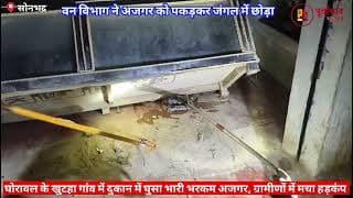 दुकान में घुसा अजगर को वन विभाग ने पकड़ा। forest department caught the python that entered the shop