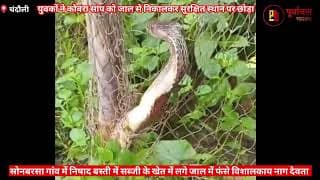 जाल में फंस गए नागराज, बचाने आए ग्रामीण। Villagers came to save the king cobra trapped in the net
