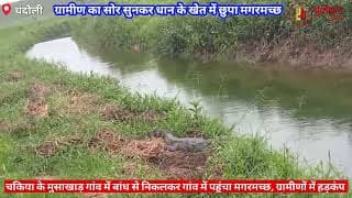 गांव में घूम रहा था मगरमच्छ, मचा हड़कंप। crocodile was roaming in the village, causing panic.