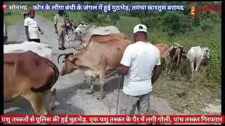 जो हुआ गोवंश तस्करों और पुलिस का आमना सामना। encounter between cow smugglers and police। UPPolice