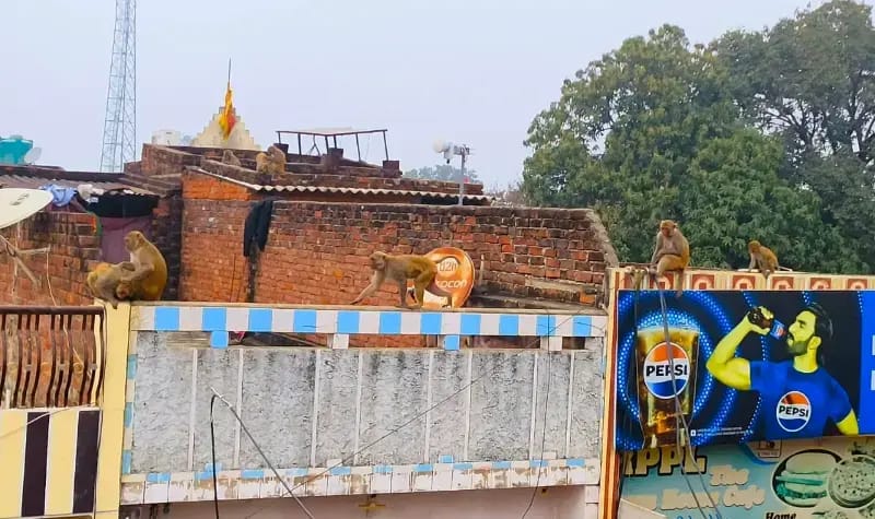 Chandauli News: बबुरी कस्बे में बंदरों का आतंक, वन विभाग पर उदासीनता के आरोप.
