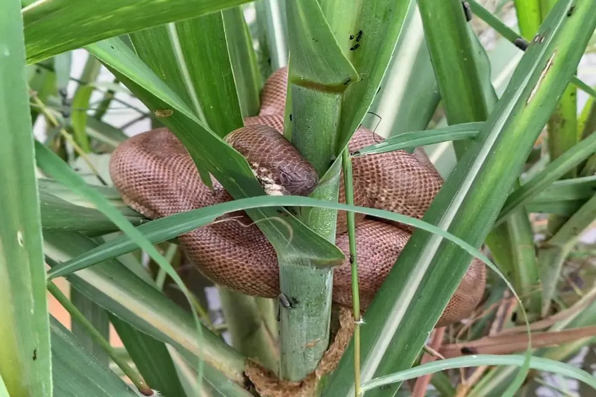 दुर्लभ सैंड बोआ सांप