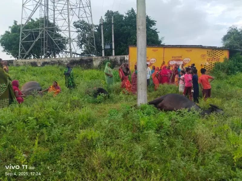 Sonbhadra News: करंट की जद में आने से तीन भैंसों की मौत, पशुपालक ने सरकारी क्षतिपूर्ति की मांग की.